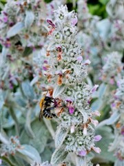 A bee on a lamb's ear plant in the early summer sunshine. Bee on a flower of Stachys byzantin. A bee on a lamb's ear plant in the early summer sunshine. bee collecting pollen in the flower, close up