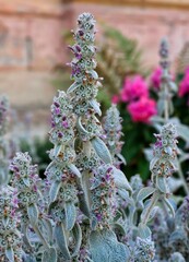 Lamb's ear plant - Stachys Byzantina - silver wolly leaves and purple violet in the medicinal garden. Stachys byzantina in the garden.