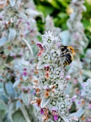 A bee on a lamb's ear plant in the early summer sunshine. Bee on a flower of Stachys byzantin. A bee on a lamb's ear plant in the early summer sunshine. bee collecting pollen in the flower, close up