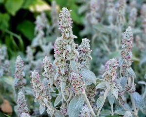 Lamb's ear plant - Stachys Byzantina - silver wolly leaves and purple violet in the medicinal garden. Stachys byzantina in the garden.