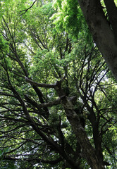 Trees in natural forest. Tree branches with fresh green leaves in early summer background.