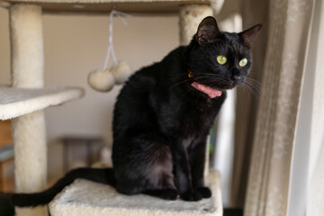 黒猫