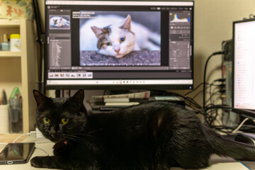 黒猫
