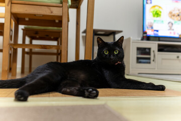 黒猫