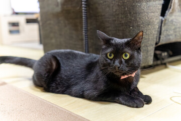 黒猫