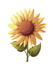 Sunflower isolated on white. Vector illustration.