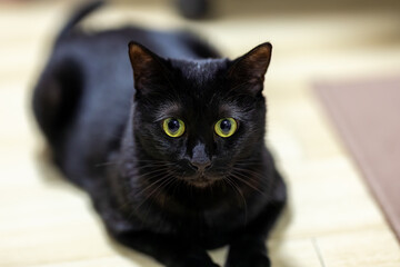 黒猫