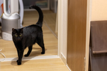 黒猫