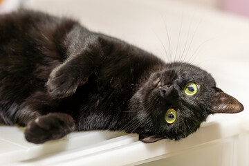 黒猫