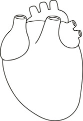 Human heart and rhythm