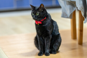 黒猫