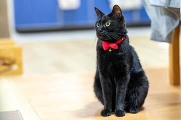 黒猫
