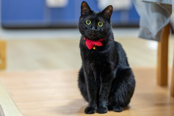 黒猫