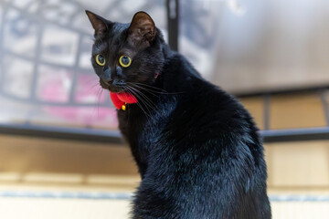 黒猫