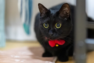 黒猫