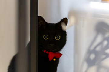 黒猫