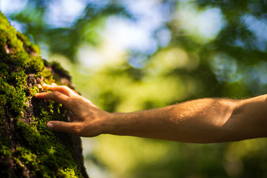 A man's hand touch the tree trunk close-up. Bark wood.Caring for the environment. The ecology concept of saving the world and love nature by human