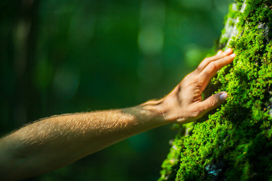 A man's hand touch the tree trunk close-up. Bark wood.Caring for the environment. The ecology concept of saving the world and love nature by human