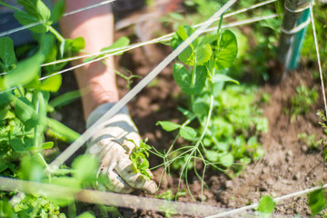 Fototapeta premium Gardener tending young plants in vegetable garden using hand tool. Organic farming, soil care, and sustainable gardening in springtime