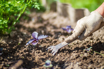 Gardener tending young plants in vegetable garden using hand tool. Organic farming, soil care, and sustainable gardening in springtime