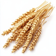 Golden wheat stalks with grains isolated on white background