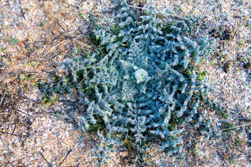 Blue-gray vegetative parts of prickly plant make way out of sandy soil in spring. Probably golden...