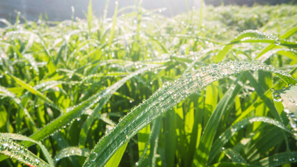 Close-up of fresh green grass with dew drops in soft morning sunlight. Natural summer background for eco, nature, or garden-themed designs