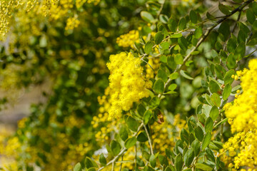 春の陽射しを浴びるミモザの花
