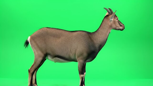 Nilgai Antelope Isolated on Green Screen