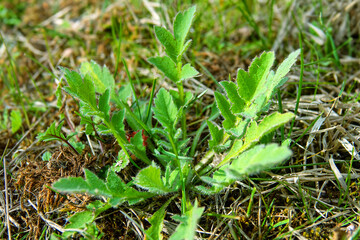 Spring poppies. Vegetative shoots in April