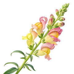 Beautiful pink and yellow snapdragon flower stalk with green leaves isolated on transparent background