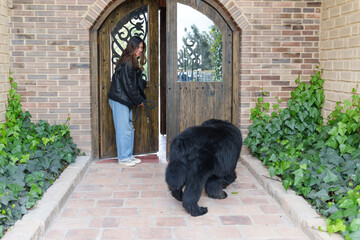 Young woman opening a rustic wooden door, letting her black newfoundland dog walk out of a brick house
