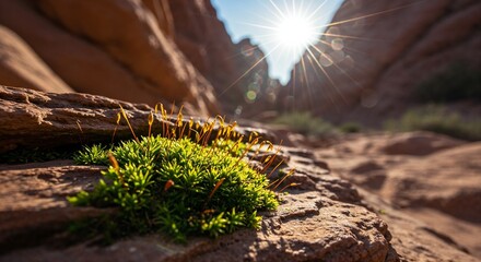 Sunlit desert moss thriving amidst rocky terrain with sunburst effect in arid canyon landscape during golden hour showcasing nature's resilience and beauty in harsh environments