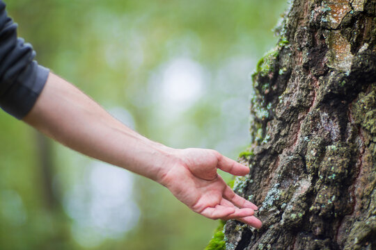 Man gently touching a tree trunk close-up. Bark wood. Connection with nature. Ecology, environmental care, love for the planet.
