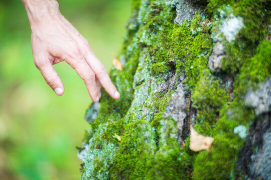 Man gently touching a tree trunk close-up. Bark wood. Connection with nature. Ecology, environmental care, love for the planet.