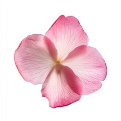 Naklejka premium A Cherry Blossom petal botanical blossom flower.