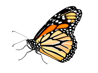 Monarch butterfly side view isolated on transparent background