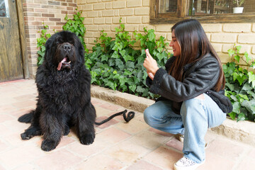Young woman crouching, taking pictures of her large black newfoundland dog sitting on a tiled pavement in a garden