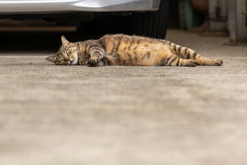 野良猫