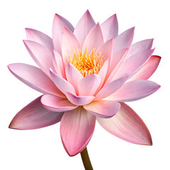 Beautiful pink lotus flower with yellow center isolated on transparent background