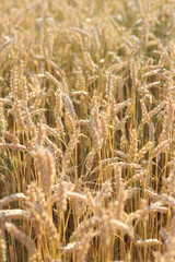 Wheat field with selective focus. Agriculture. Wheat ears close-up. Grain harvest concept, field....