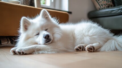 Adorable fluffy white dog sleeping peacefully on the wooden floor in a cozy home indoor environment with natural light