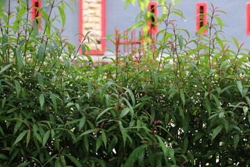 Close up of green and red leaves on a garden plant in summer