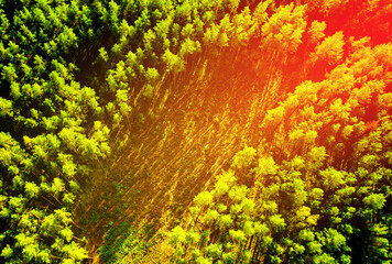 Forest, aerial view. Replanting forests after logging. Pine forest on sunset, drone view. Forest...