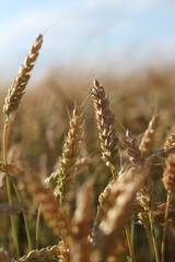 Wheat field with selective focus. Agriculture. Wheat ears close-up. Grain harvest concept, field. Nature background. Summer field, close-up. Golden ears sway in the light wind. Agricultural field