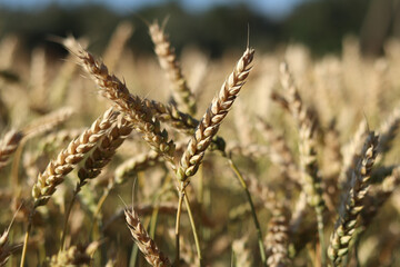 Wheat field with selective focus. Agriculture. Wheat ears close-up. Grain harvest concept, field. Nature background. Summer field, close-up. Golden ears sway in the light wind. Agricultural field