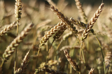 Wheat field with selective focus. Agriculture. Wheat ears close-up. Grain harvest concept, field....
