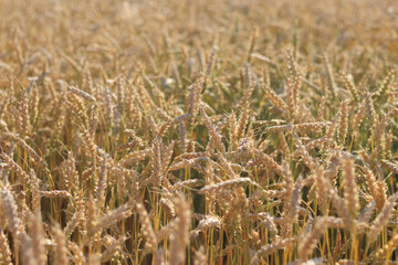 Wheat field with selective focus. Agriculture. Wheat ears close-up. Grain harvest concept, field. Nature background. Summer field, close-up. Golden ears sway in the light wind. Agricultural field