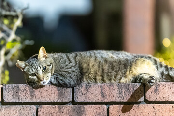 Obraz premium 野良猫