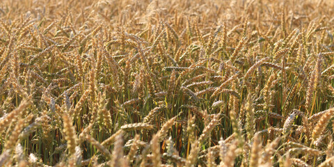 Wheat field with selective focus. Agriculture. Wheat ears close-up. Grain harvest concept, field. Nature background. Summer field, close-up. Golden ears sway in the light wind. Agricultural field